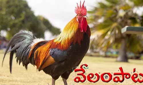 అమ్మో మా వల్ల కాదు బాబోయ్.. పందెం కోడిని మేపలేక వేలానికి డేట్ ఫిక్స్