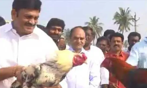 కోడిపందాలను ప్రారంభించిన ఎంపీ రఘురామ..