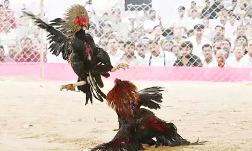 ఇందూరులో కోడి పందేలకు రంగం సిద్ధం.. రూ.లక్షలు బెట్టింగ్‌కు పందెరాయుళ్లు రెడీ