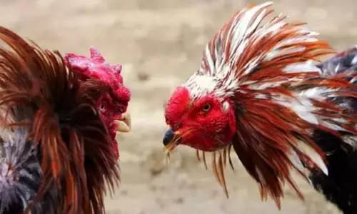 BREAKING : కృష్ణా జిల్లా పనమలూరులో దారుణం.. కొంపముంచిన కోడి పందేలు, ఇరు వర్గాల ఘర్షణ