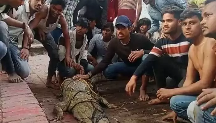 సూర్యనమస్కారాలు చేసేందుకు బయటికొచ్చిన మొసలి.. బొట్టుపెట్టి పూజలు చేసిన జనాలు సూర్యనమస్కారాలు చేసేందుకు బయటికొచ్చిన మొసలి.. బొట్టుపెట్టి పూజలు చేసిన జనాలు