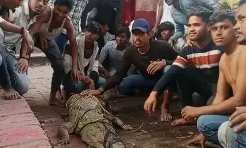 సూర్యనమస్కారాలు చేసేందుకు బయటికొచ్చిన మొసలి.. బొట్టుపెట్టి పూజలు చేసిన జనాలు