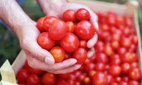టొమాటోలు ఎక్కువగా ఎవరు తినకూడదు.. కారణం ఏంటో తెలుసా..