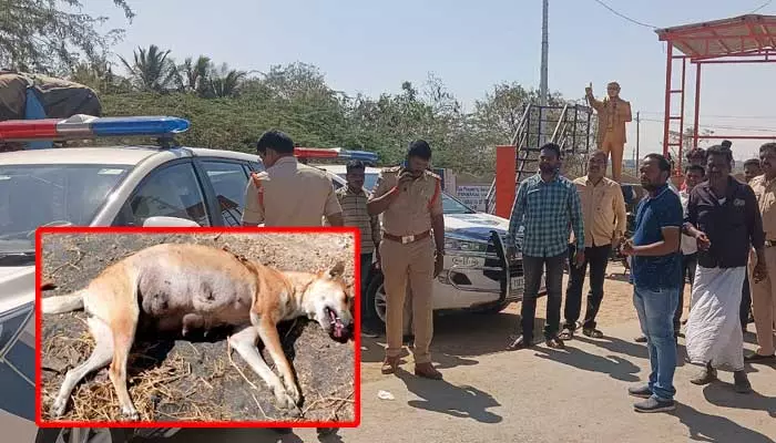 అర్ధరాత్రి కుక్కలపై రెచ్చిపోయిన దుండగులు.. గన్‌తో కాల్పులు