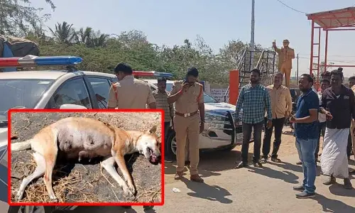 అర్ధరాత్రి కుక్కలపై రెచ్చిపోయిన దుండగులు.. గన్‌తో కాల్పులు