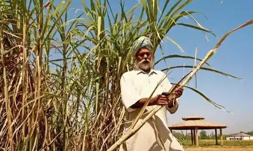 చెరుకు రైతులకు కేంద్రం గుడ్ న్యూస్.. క్వింటాల్‌పై ఎంత పెంచిందంటే..