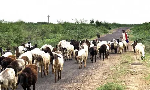 TS: గొర్రెల స్కామ్ కేసులో కీలక పరిణామం