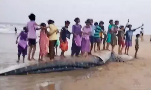 సముద్ర తీరానికి కొట్టుకొచ్చిన భారీ తిమింగలం.. చూసేందుకు ఎగబడుతున్న జనం (వీడియో వైరల్)