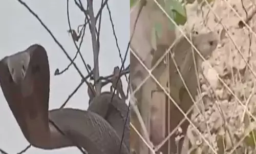 Viral News: కాపాడిన రైతుకు కావలి కాస్తున్న నాగుపాము.. ఎక్కడంటే..?