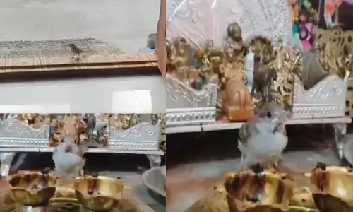 శివ ధ్యానంలో గిజిగాడు! మహాశివరాత్రి పర్వదిన విచిత్ర ఘటన