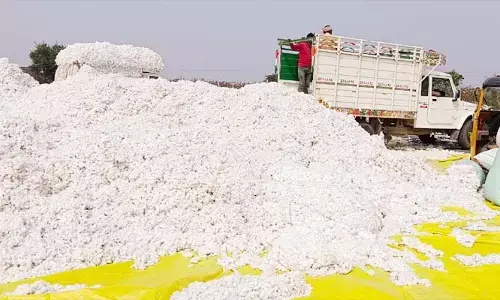 సిరులు కురిపిస్తున్న తెల్ల బంగారం.. క్వింటాల్ రూ.7,600 పలుకుతున్న ధర