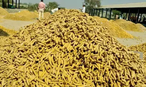BREAKING: నిజామాబాద్ పసుపునకు ఆల్‌టైం రికార్డు ధర.. క్వింటాకు ఏకంగా ఎంతంటే?