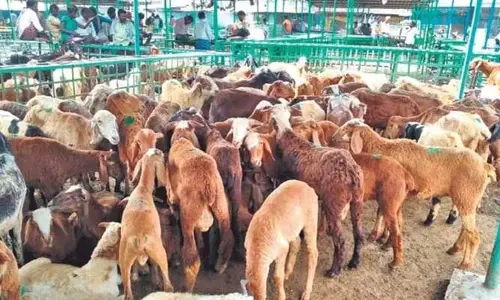 గొర్రెల కుంభకోణం కేసులో మరో ఇద్దరు అరెస్ట్