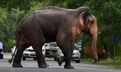 వన్యప్రాణులతో సెల్ఫీలు దిగితే జైలుకే: ఒడిశా ప్రభుత్వం వార్నింగ్