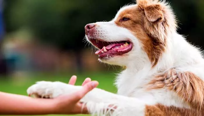 Dogs : సమానత్వం కోసం కుక్కల పోరాటం.. ఎక్కడ, ఎందుకు, ఎలా జరుగుతుంది..?? Dogs : సమానత్వం కోసం కుక్కల పోరాటం.. ఎక్కడ, ఎందుకు, ఎలా జరుగుతుంది..??