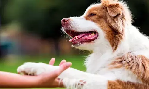 Dogs : సమానత్వం కోసం కుక్కల పోరాటం.. ఎక్కడ, ఎందుకు, ఎలా జరుగుతుంది..??