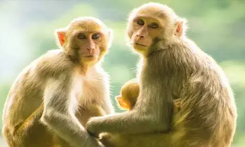 కలలో కోతులు కనిపిస్తున్నాయా.. శుభమా.. అశుభమా..