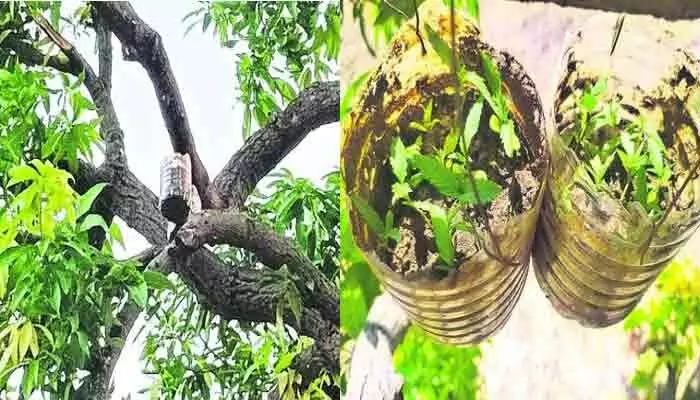 ఇదెక్కడి ఐడియారా బాబు.. చిటారు కొమ్మల్లో గంజాయి మొక్కల సాగు ఇదెక్కడి ఐడియారా బాబు.. చిటారు కొమ్మల్లో గంజాయి మొక్కల సాగు