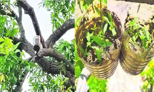 ఇదెక్కడి ఐడియారా బాబు.. చిటారు కొమ్మల్లో గంజాయి మొక్కల సాగు