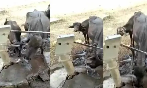 Viral Video: బోరింగ్ కొట్టుకుని నీళ్లు తాగిన గేదె.. వీడియో వైరల్
