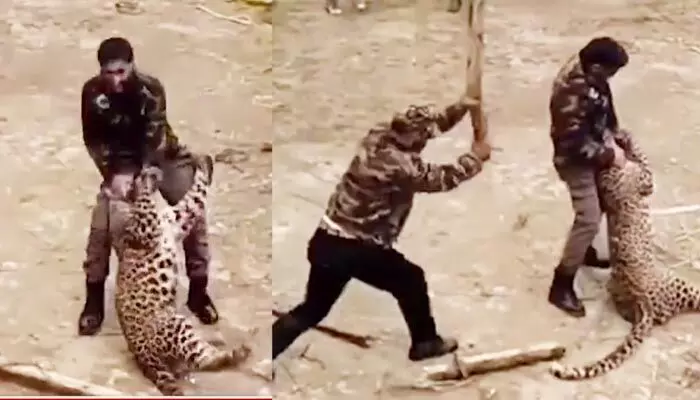 Leopard: చిరుతతో పోరాడిన అటవీ శాఖ అధికారి.. సాహసం చూసి ఔరా అంటున్న నెటిజన్లు (వీడియో వైరల్)