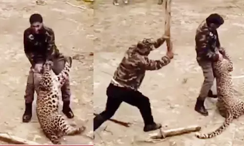 Leopard: చిరుతతో పోరాడిన అటవీ శాఖ అధికారి.. సాహసం చూసి ఔరా అంటున్న నెటిజన్లు (వీడియో వైరల్)