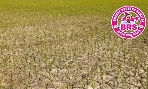 రాష్ట్రంలో 15 లక్షల ఎకరాల్లో ఎండిన పంటలు!
