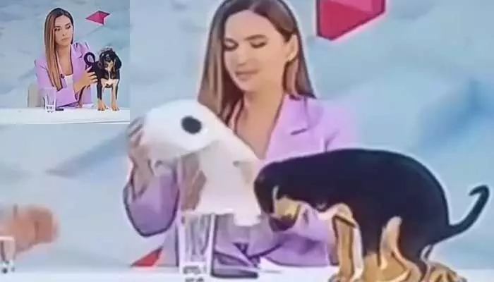 Viral: వీధి కుక్కతో ఆ పని చెయ్యాలనుకున్న ప్రముఖ యాంకర్.. షాక్ ఇచ్చిన కుక్కపిల్ల.. Viral: వీధి కుక్కతో ఆ పని చెయ్యాలనుకున్న ప్రముఖ యాంకర్.. షాక్ ఇచ్చిన కుక్కపిల్ల..