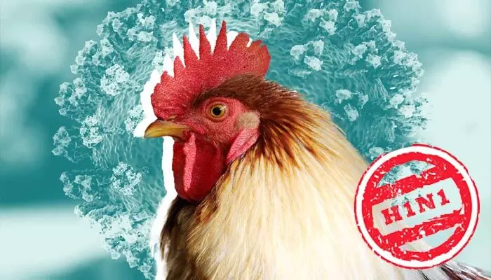 Bird flu: కేరళలో బర్డ్ ఫ్లూ గుర్తింపు.. ఆ ప్రాంత సరిహద్దులో హై అలర్ట్
