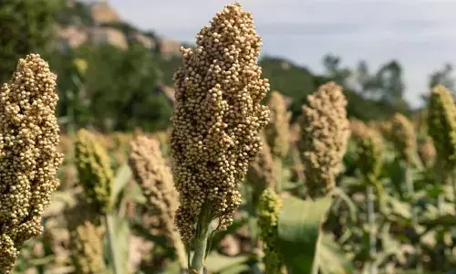 జొన్న రైతులకు ప్రభుత్వం గుడ్ న్యూస్