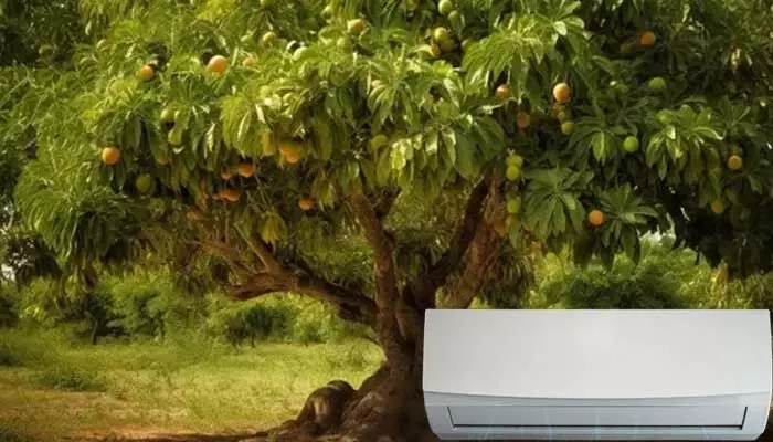 mango tree: ఇదేదో బాగుందే.. ! ఒక్క మామిడి చెట్టుకు 5 ఏసీలు..! mango tree: ఇదేదో బాగుందే.. ! ఒక్క మామిడి చెట్టుకు 5 ఏసీలు..!