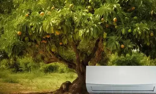 mango tree: ఇదేదో బాగుందే.. ! ఒక్క మామిడి చెట్టుకు 5 ఏసీలు..!