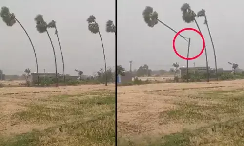 BREAKING: జగిత్యాల జిల్లాలో గాలి, వాన బీభత్సం.. విరిగిపడిన తాటి చెట్టు (వీడియో వైరల్)