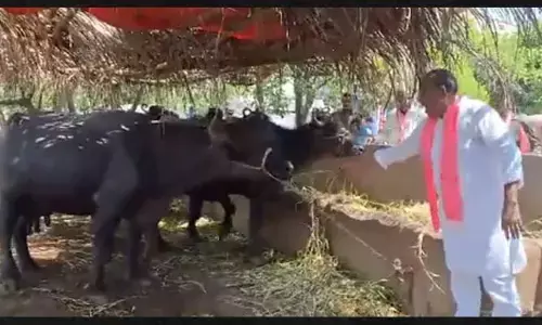 Viral Video: నేనే మల్లన్ననీ! బర్రెతో మాట్లాడిన మల్లారెడ్డి!