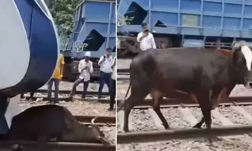 Viral: వందేభారత్ రైలు కింద పడిన ఆవు.. రక్షించిన లోకోపైలెట్.. (వీడియో వైరల్)