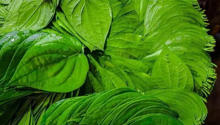 Betel Leaf: రోజూ పరగడుపున ఈ ఆకు తిన్నారంటే ఆ సమస్యలకు చెక్ పెట్టొచ్చు.. Betel Leaf: రోజూ పరగడుపున ఈ ఆకు తిన్నారంటే ఆ సమస్యలకు చెక్ పెట్టొచ్చు..