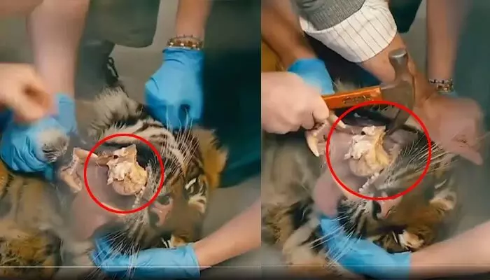 Trending: మాంసం తెచ్చిన తంటా.. పులి దవడలో ఇరుక్కున్న ఎముక (వీడియో వైరల్) Trending: మాంసం తెచ్చిన తంటా.. పులి దవడలో ఇరుక్కున్న ఎముక (వీడియో వైరల్)