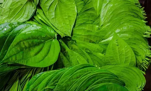 Betel Leaf: రోజూ పరగడుపున ఈ ఆకు తిన్నారంటే ఆ సమస్యలకు చెక్ పెట్టొచ్చు..