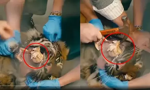 Trending: మాంసం తెచ్చిన తంటా.. పులి దవడలో ఇరుక్కున్న ఎముక (వీడియో వైరల్)