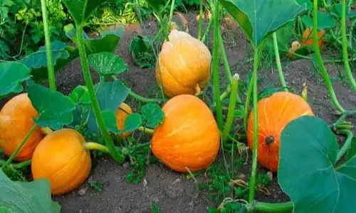 Pumpkin Juice: గుమ్మడి జ్యూస్  వల్ల ఆ సమస్యలకు సులభంగా చెక్ పెట్టొచ్చు
