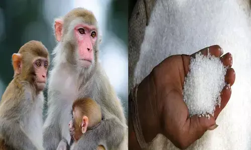నెల రోజుల్లో రూ.35 లక్షల చక్కెర తినేసిన కోతులు.. అధికారుల కన్నింగ్ నిర్వాకానికి షాకైన ఉన్నతాధికారులు