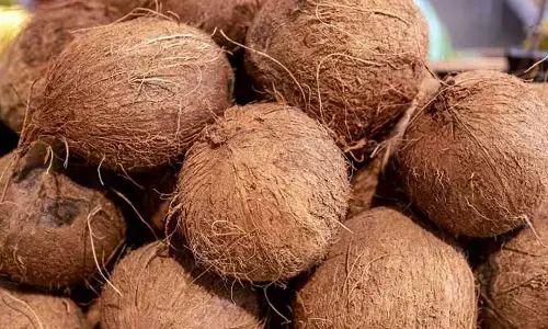 కొబ్బరికాయకు మూడు కళ్ళు ఎందుకు ఉంటాయి.. దాని వెనుక రహస్యమేంటో తెలుసా..