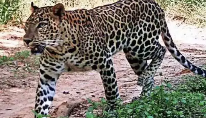 Leopard Roaming in Tirupati: తిరుపతిలో మరోసారి చిరుత కలకలం.. Leopard Roaming in Tirupati: తిరుపతిలో మరోసారి చిరుత కలకలం..