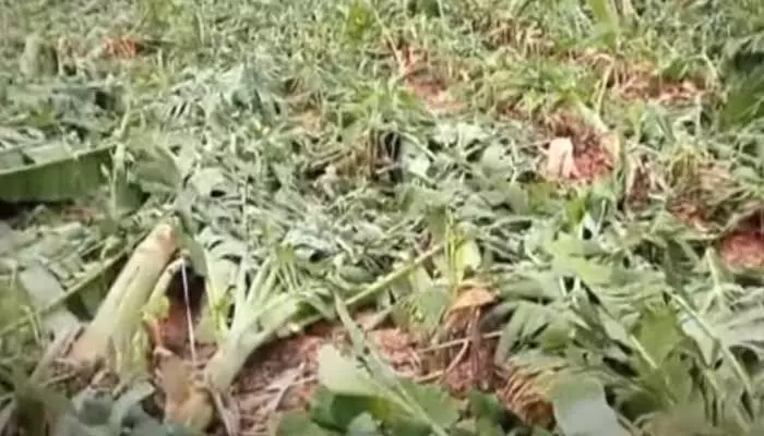 Heavy Rains: కంటతడి పెడుతున్న ఉద్యాన పంట రైతులు Heavy Rains: కంటతడి పెడుతున్న ఉద్యాన పంట రైతులు