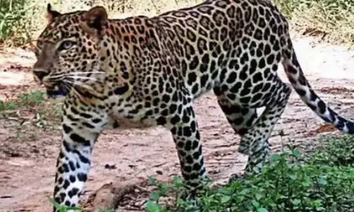 Leopard Roaming in Tirupati: తిరుపతిలో మరోసారి చిరుత కలకలం..