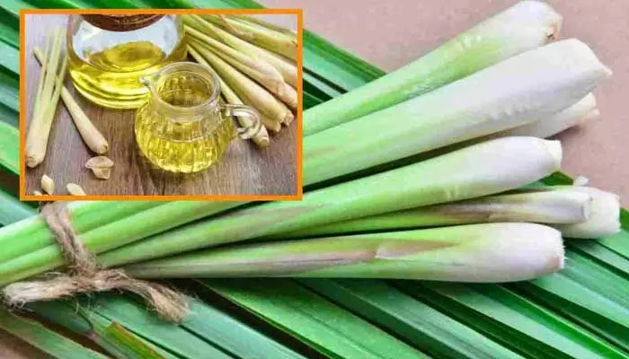 నిమ్మ గడ్డితో ఎన్ని ప్రయోజనాలో.. ఇలా చేశారంటే మానసిక ప్రశాంతత మీ సొంతం.. నిమ్మ గడ్డితో ఎన్ని ప్రయోజనాలో.. ఇలా చేశారంటే మానసిక ప్రశాంతత మీ సొంతం..