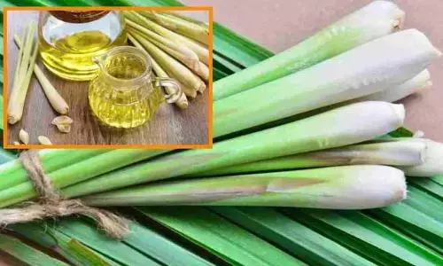 నిమ్మ గడ్డితో ఎన్ని ప్రయోజనాలో.. ఇలా చేశారంటే మానసిక ప్రశాంతత మీ సొంతం..