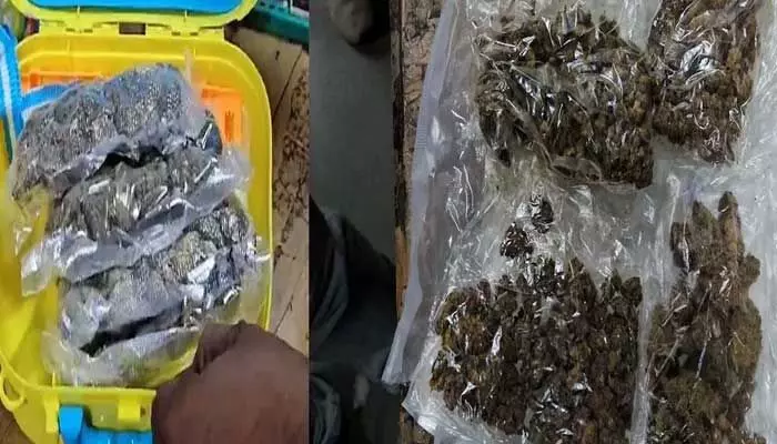 Drugs in Students Lunch Box: విద్యార్ధుల లంచ్ బాక్స్లో డ్రగ్స్ కలకలం.. Drugs in Students Lunch Box: విద్యార్ధుల లంచ్ బాక్స్లో డ్రగ్స్ కలకలం..