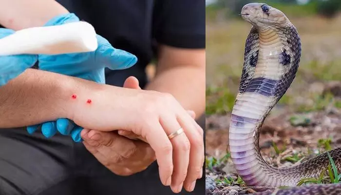 snake bite: పాము కాటు వేయగానే మనిషి ఎంత సేపటిలో చనిపోతాడు.. ఏ పాము విషం ప్రమాదకరం? snake bite: పాము కాటు వేయగానే మనిషి ఎంత సేపటిలో చనిపోతాడు.. ఏ పాము విషం ప్రమాదకరం?