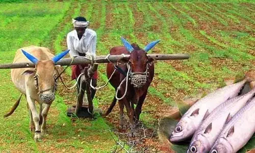 మృగశిర కార్తె ప్రారంభం.. అసలు దానికి ఆ పేరు ఎలా వచ్చిందంటే?